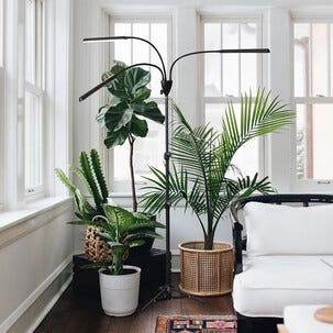 Kasvivalo LED, 3 haaraa, säädettävä jalusta, musta