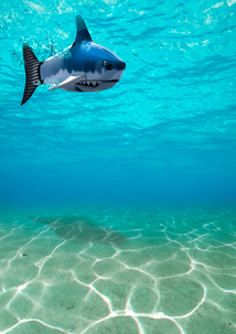 Radiostyrd haj Shark in a can