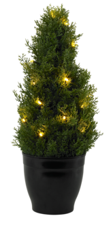 Tuja med LED-belysning