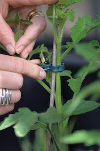 Nelson Garden Köynnöspidike 10 kpl