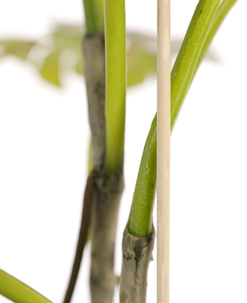 Kukkakeppi bambu 60 cm, 10 kpl