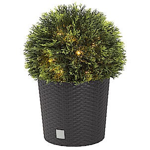 Pallotuija 33 cm Northlight