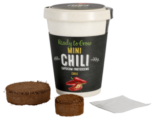 Frø i potte, chili