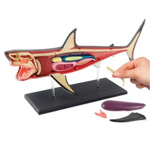 Discovery 4D Shark Anatomy Kit byggesett hai, fra 6 år