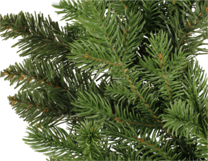 Dørkrans granbar