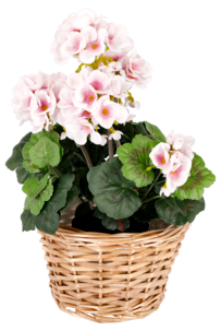 Kukkaruukku koukulla, paju