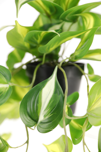 Gullranke, hengende kunstig plante