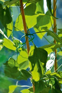 Weibulls grön bindtråd med avbitare, 20 meter