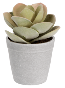 Lotus konstväxt, 15 cm