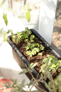 Hammarplast Blomlåda Botanica, 80 cm