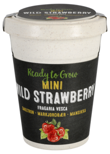 Frö i kruka, smultron