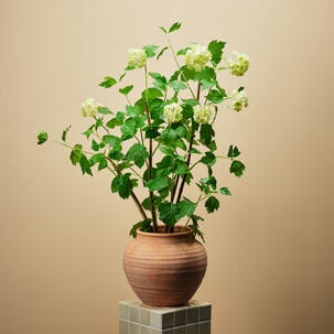 Konstväxt trädgårdshortensia vit, 98 cm