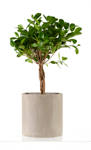 Blomsterkrukker av betong, 2-pack