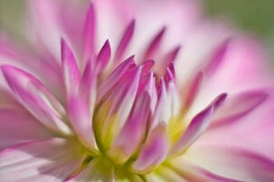 Bilder/prospektkort Blomster