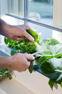 Nelson Garden plantelys LED-list innendørs, 85 cm