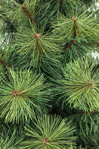 Julgran Glomfjord 210 cm med långa barr