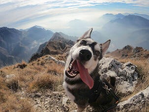 GoPro Hero 11 Black, actionkamera