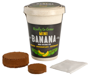 Frö i kruka, Minibanan