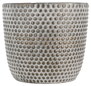 Kruka prickar, mörkgrå
