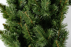 Ovikranssi kuusenhavu