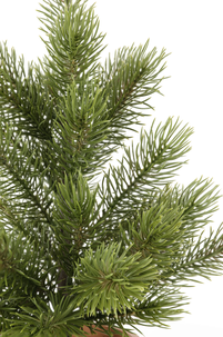 Bordsgran med lerkruka