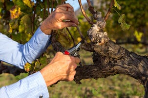 Felco 6 sekatör med sidoskär