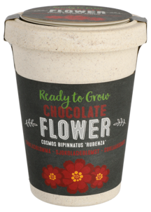 Sjokoladeblomst, frø i krukke