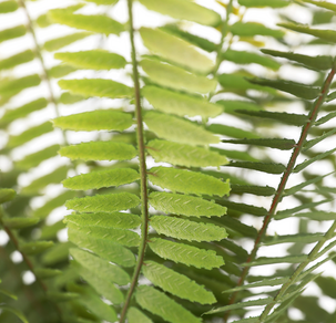 Ormbunke konstväxt, 46 cm