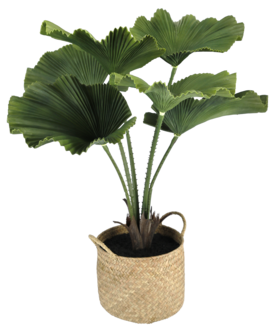 Kunstig plante i potte Licuala 70 cm