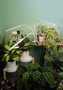 Kasvivalo LED 3 vartta ja nipistin