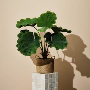 Tekokasvi ruukussa, hamepalmu 70 cm