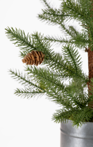 Pöytäkuusi, jossa käpyjä ja peltiruukku, 60 cm