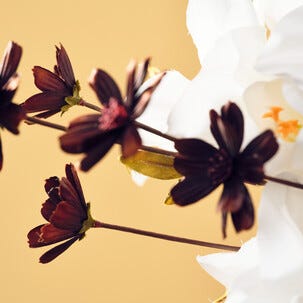 Kunstig snittblomst, mørkerød kosmos, 66 cm