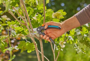 Gardena PremiumCut hagesaks med sideskjær