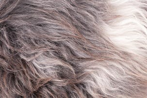 Lampaantalja meleerattu