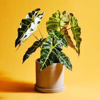 Konstväxt i kruka skelettsköld 44 cm