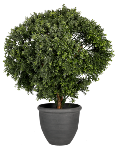 Kukkaruukku tummanharmaa