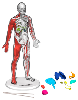 Discovery Mindblown 3D byggesett, menneskekroppen, fra 8 år.