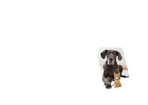 Bosch Zoo'o BCH6ZOOO skaftstøvsuger