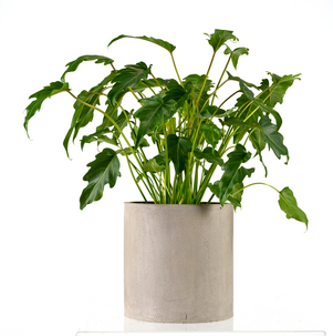Blomsterkrukker av betong, 2-pack