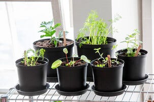 Orthex Botanica Ulkoruukku, muovi, musta