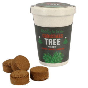 Frö i kruka, Julgran