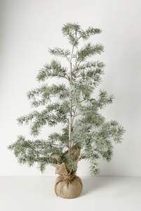 Lärkträd med fot omsluten av juteväv, 90 cm