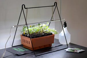 Teline kasvivalolle Nelson Garden