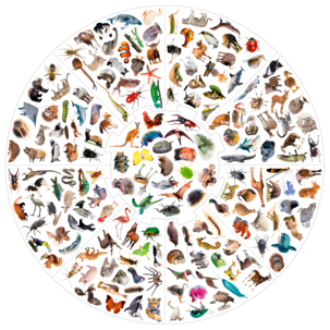 Villkatten brettspill, 4+