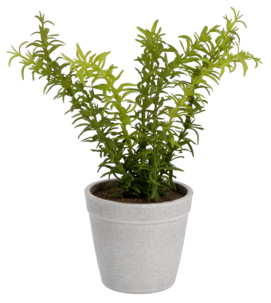 Kryddväxt konstväxt, 24 cm