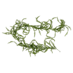 Lyslenke tuja innendørs, 2 m