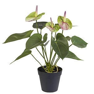 Flamingoblomma/Anthurium 44 cm