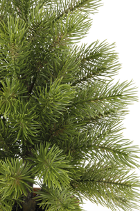 Pöytäkuusi saviruukussa