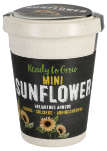 Frö i kruka, solros